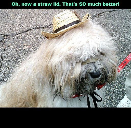 DogsWalk5!