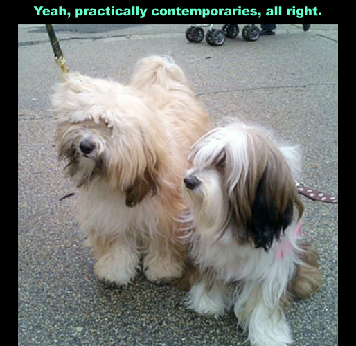 DogsWalk5!