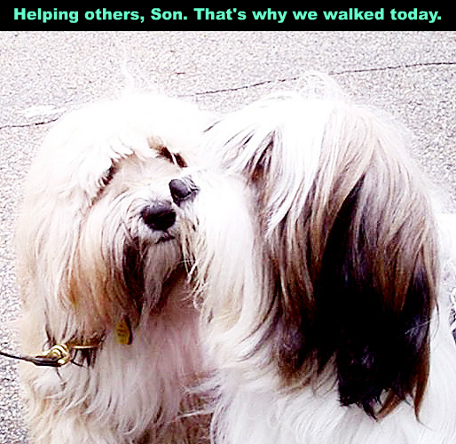 DogsWalk5!