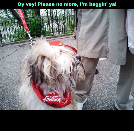 DogsWalk5!